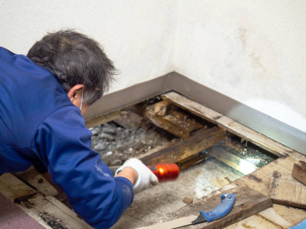 Best Black Mold Removal  in Uhland, TX