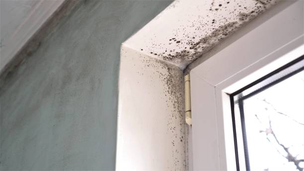 Best Crawl Space Mold Removal  in Uhland, TX