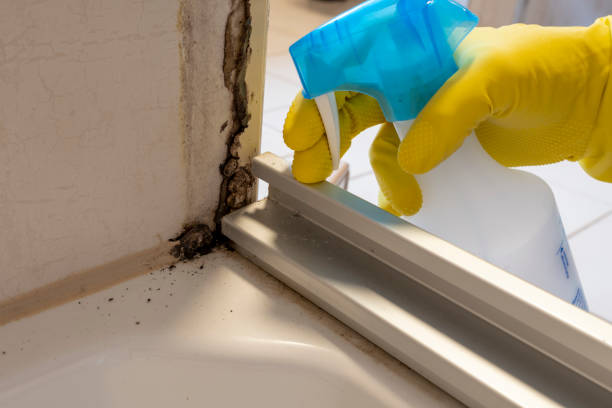 Best Fast Mold Removal  in Uhland, TX