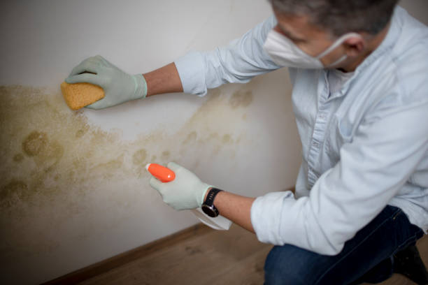 Best Mold Testing  in Uhland, TX