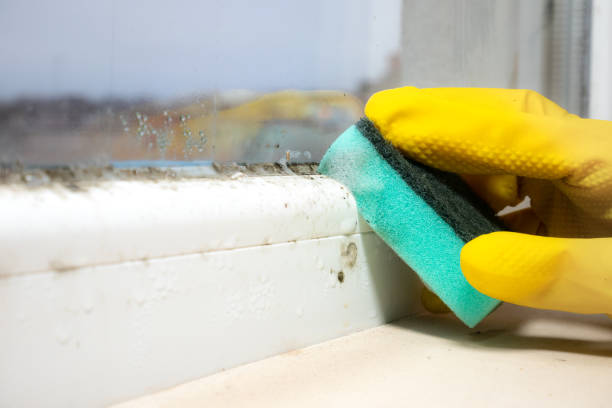 Best Emergency Mold Removal  in Uhland, TX