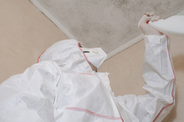 Best Best Mold Removal Companies  in Uhland, TX