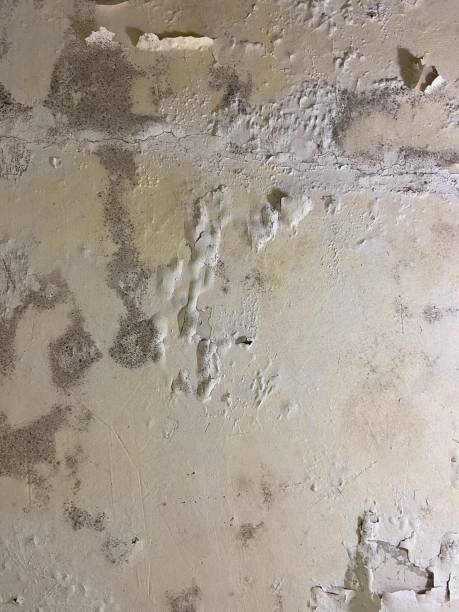 Best Certified Mold Removal  in Uhland, TX