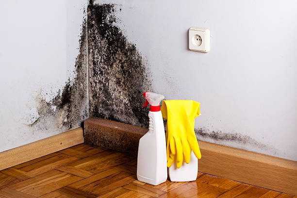 Best Same-Day Mold Removal  in Uhland, TX