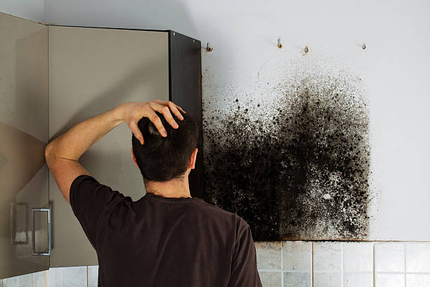 Reliable Uhland, TX Mold Removal Solutions